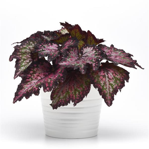Jurassic Dino™ Polka Dot Rex Begonia - Container