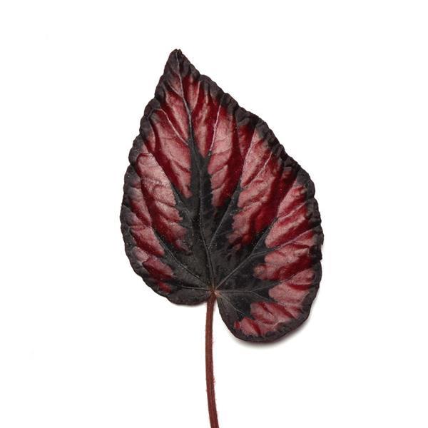 Jurassic Dino™ Black Tie Rex Begonia - Bloom