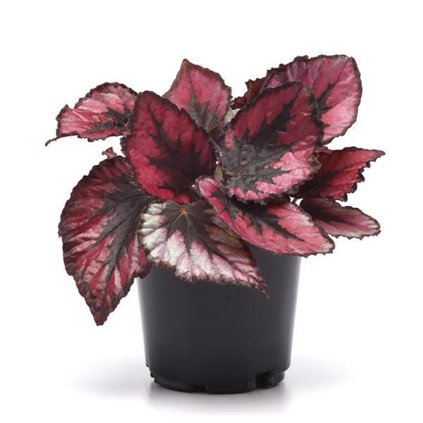 Jurassic Dino™ Black Tie Rex Begonia - Container