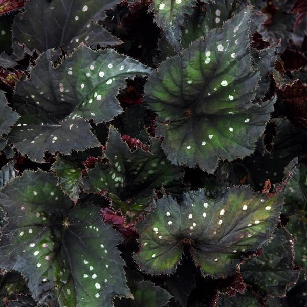 Jurassic Dino™ Black Sky Rex Begonia - Bloom