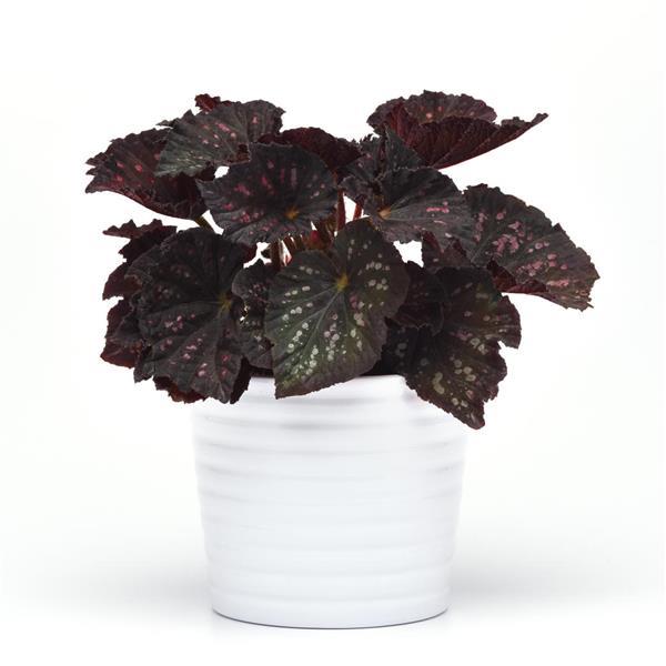 Jurassic Dino™ Black Sky Rex Begonia - Container