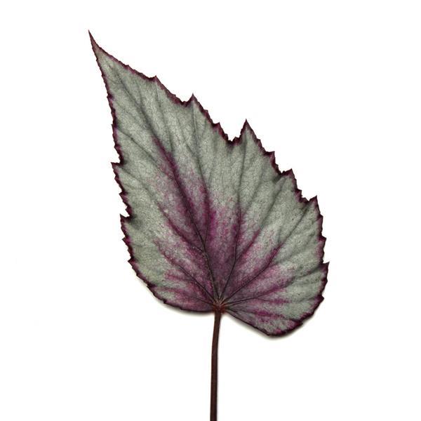 Jurassic Dino™ Dragon Fruit Rex Begonia - Bloom