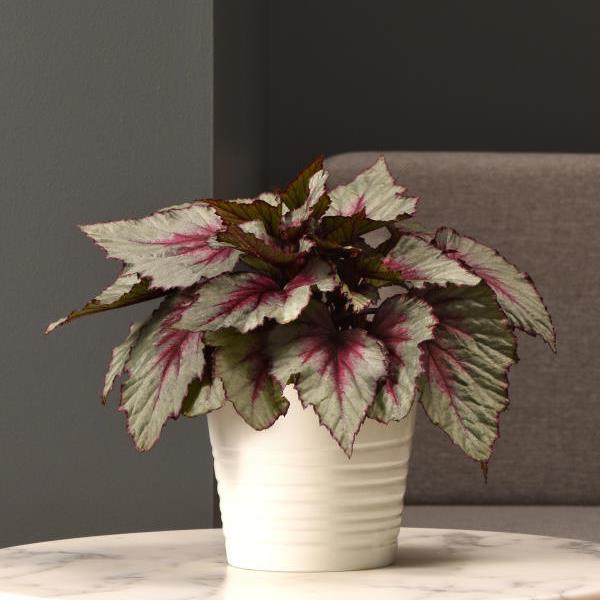 Jurassic Dino™ Dragon Fruit Rex Begonia - Container