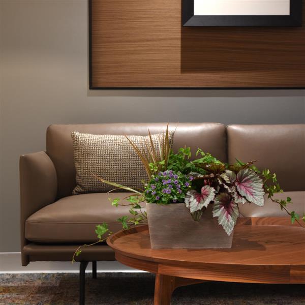 Jurassic Dino™ Dragon Fruit Rex Begonia - Displays