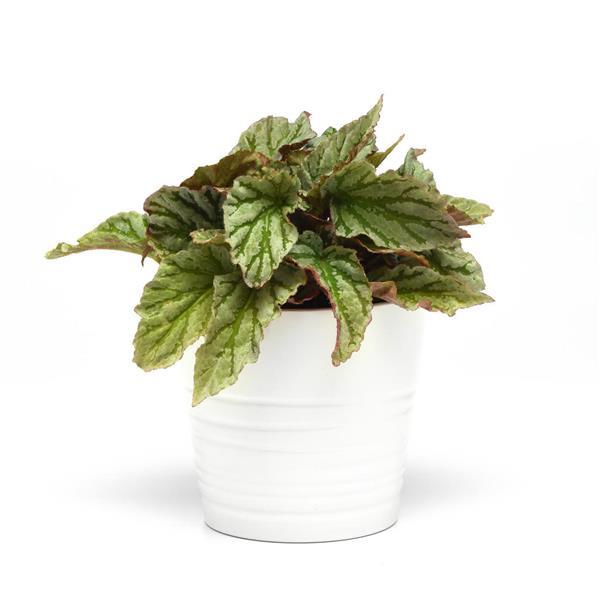 Jurassic Dino™ Greenie Rex Begonia - Container