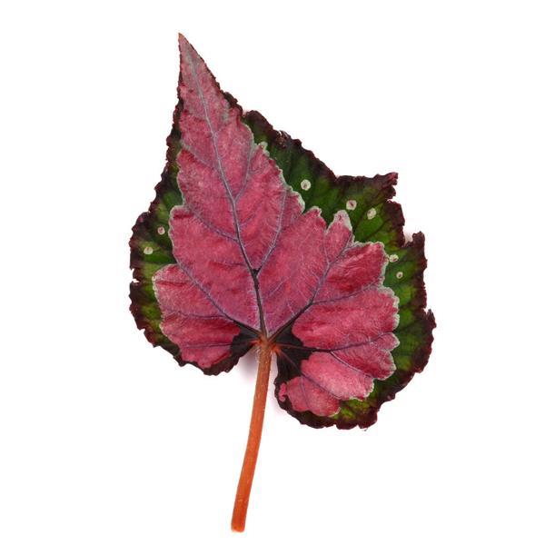 Jurassic Dino™ Cherry Fields Rex Begonia - Bloom