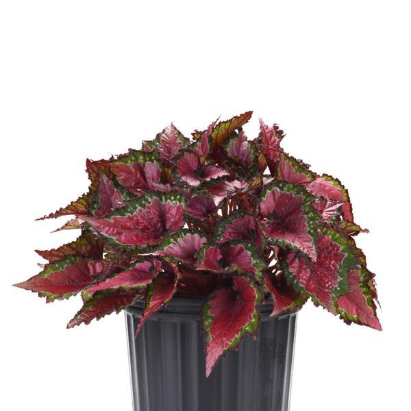 Jurassic Dino™ Cherry Fields Rex Begonia - Container