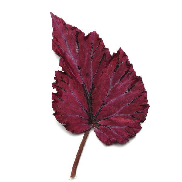 Jurassic Jr.™ Rose Splash Rex Begonia - Bloom