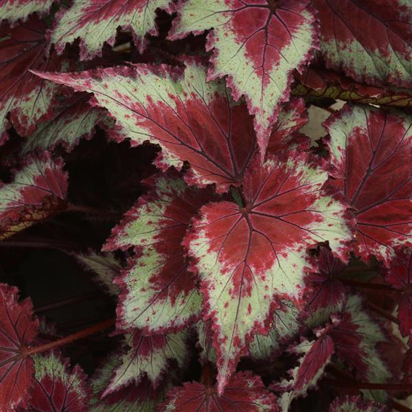 Jurassic Jr.™ Red Splash Rex Begonia - Bloom