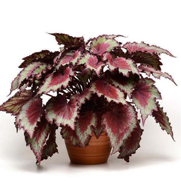 Jurassic Jr.™ Red Splash Rex Begonia - Container