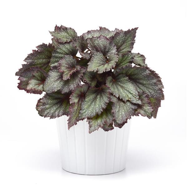 Jurassic Jr.™ Purple Spec Rex Begonia - Container