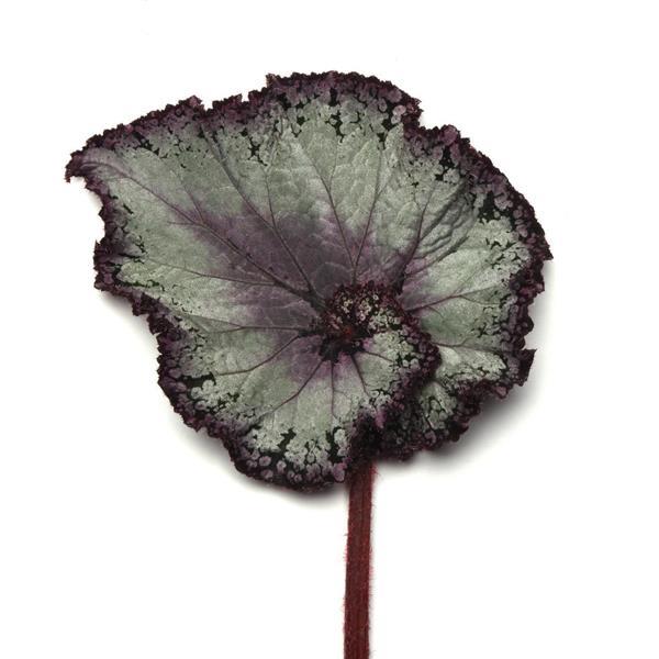 Jurassic Jr.™ Arctic Twist Rex Begonia - Bloom
