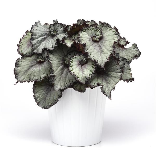 Jurassic Jr.™ Arctic Twist Rex Begonia - Container