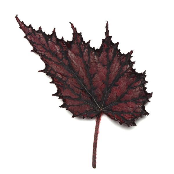 Jurassic Jr.™ Fire Spike Rex Begonia - Bloom