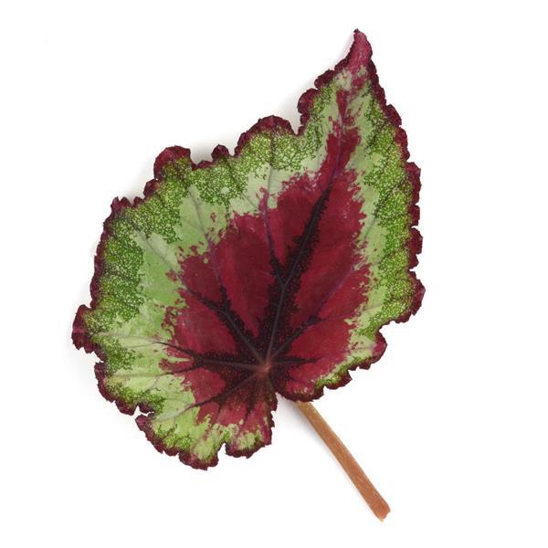 Jurassic Jr.™ Strawberry Heart Rex Begonia - Bloom