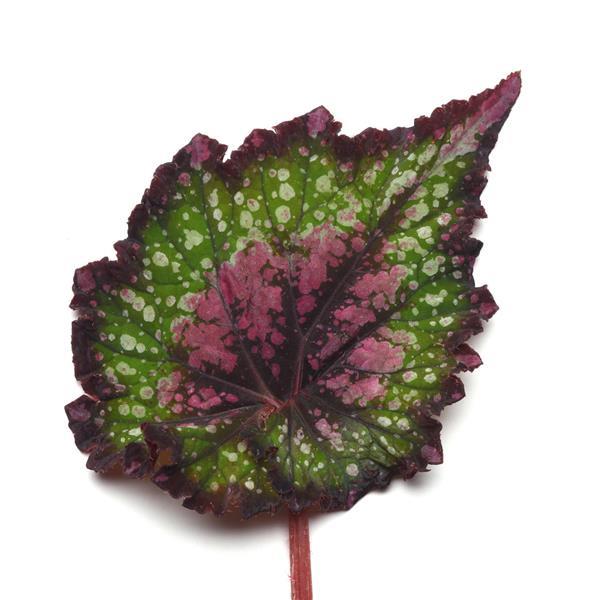 Jurassic™ Watermelon Rex Begonia - Bloom