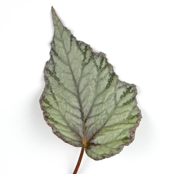 Jurassic™ Snowfall Rex Begonia - Bloom