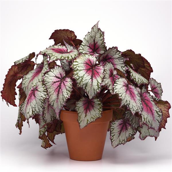 Jurassic™ Pink Splash Rex Begonia - Container