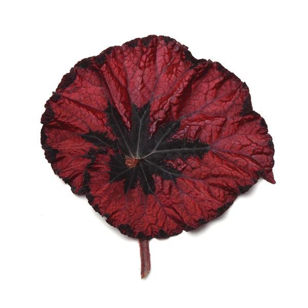 Jurassic™ Heartbeat Rex Begonia - Bloom