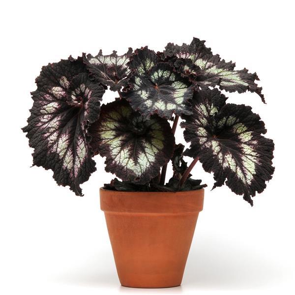 Jurassic™ Silver Swirl Rex Begonia - Container