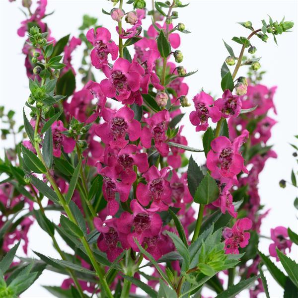 Alonia Cherry Angelonia - Bloom