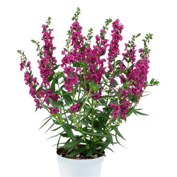Alonia Cherry Angelonia - Container
