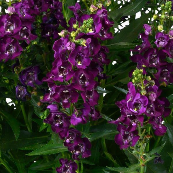 Alonia Big Grape Angelonia - Bloom