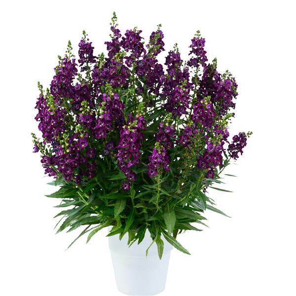 Alonia Big Grape Angelonia - Container