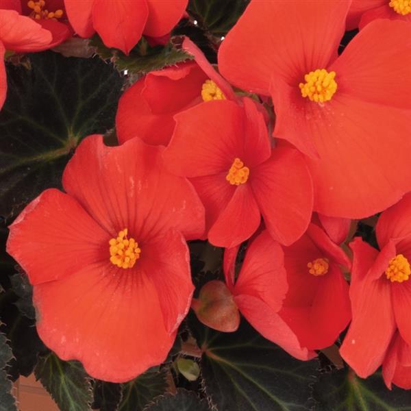 I'Conia Upright Red Begonia