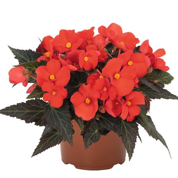 I'Conia Upright Red Begonia
