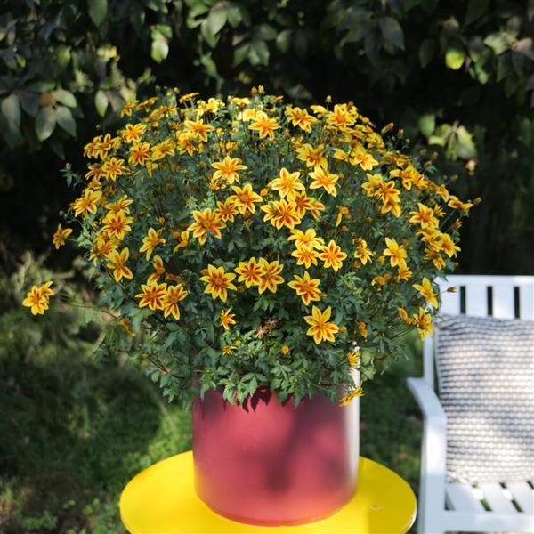 Blazing Star Bidens