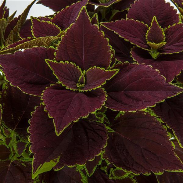 Talavera Chocolate Mint Coleus - Bloom