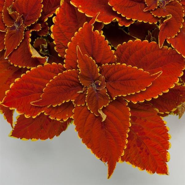 Talavera Sienna Coleus - Bloom