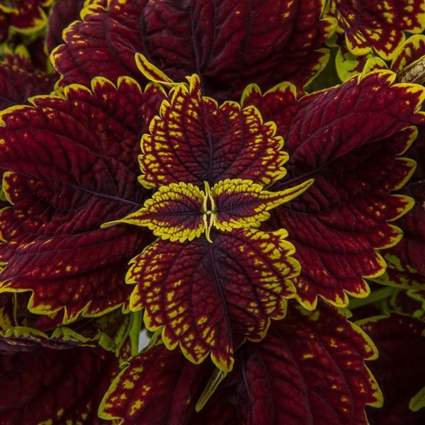 Talavera Burgundy Lime Coleus - Bloom