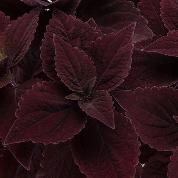 Talavera Chocolate Velveteen Coleus - Bloom