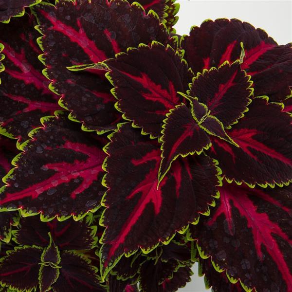 Talavera Pink Tricolor Coleus - Bloom