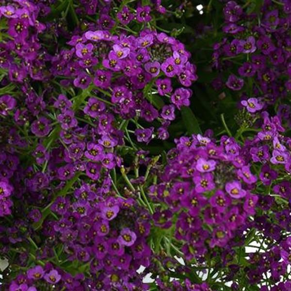 Stream Compact Purple Lobularia - Bloom