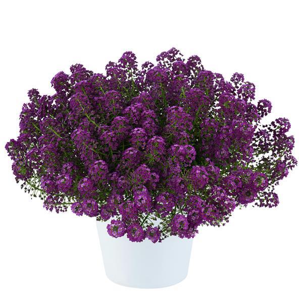 Stream Compact Purple Lobularia - Container