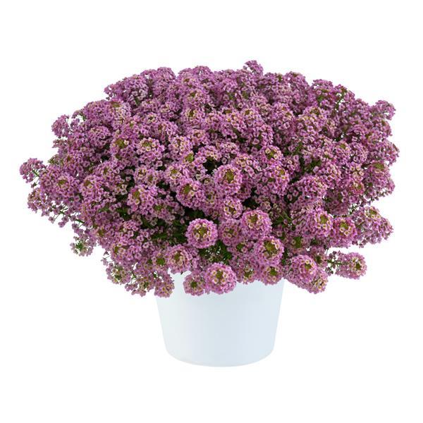 Stream Compact Rose Lobularia - Container