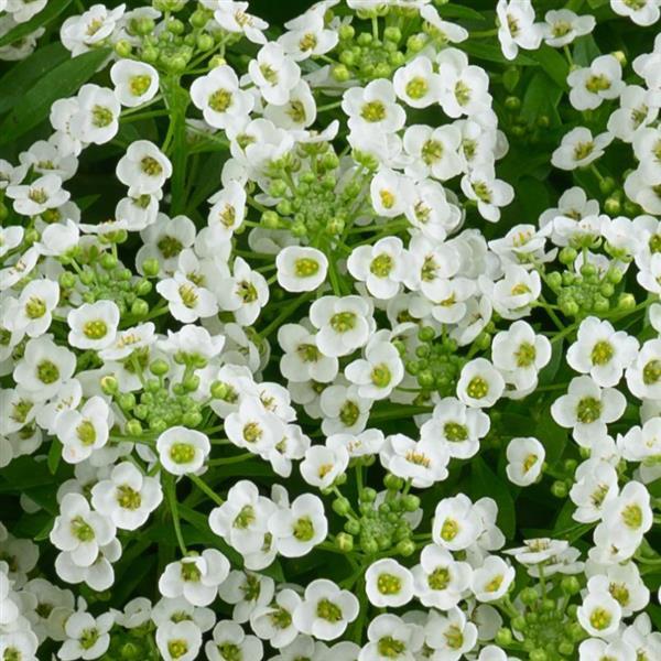 Stream Compact White Lobularia - Bloom
