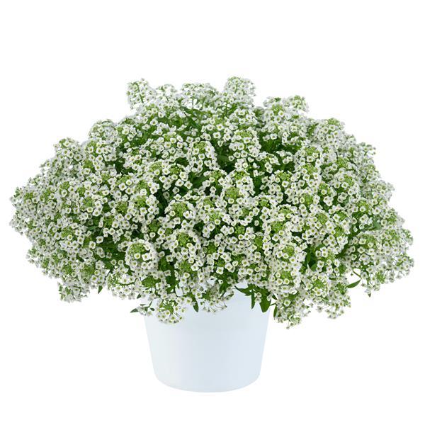 Stream Compact White Lobularia - Container
