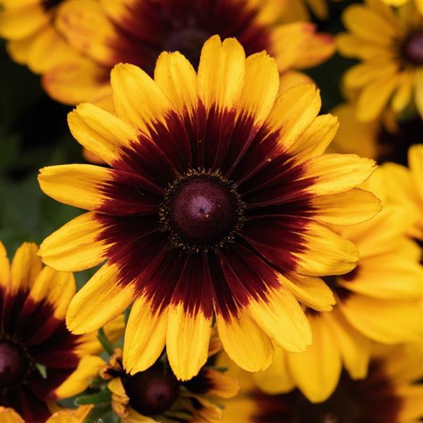 Pawnee Spirit Rudbeckia - Bloom