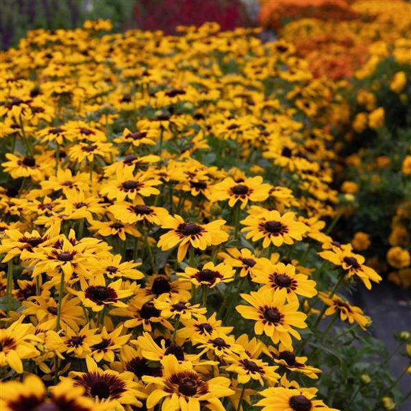 Pawnee Spirit Rudbeckia - Landscape