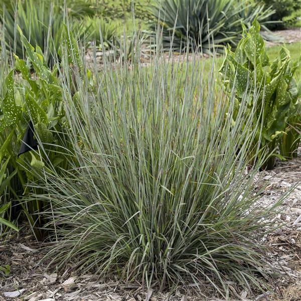Schizachyrium scoparium Brush Strokes - Landscape