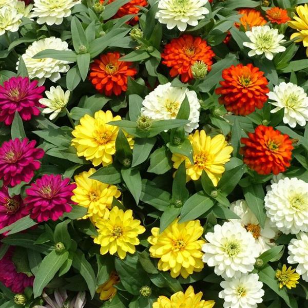 Zydeco Mix Zinnia