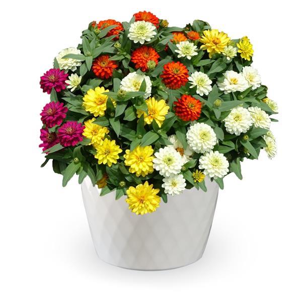 Zydeco Mix Zinnia