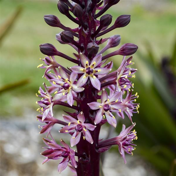 Eucomis Crowning Glory Purple Reign - Bloom