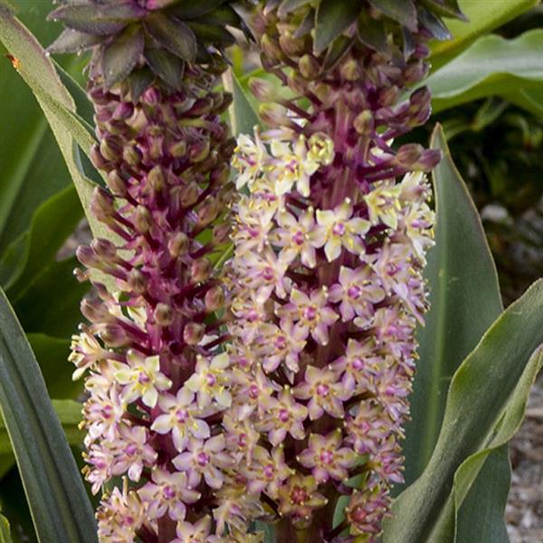 Eucomis Crowning Glory Princess Bride - Bloom