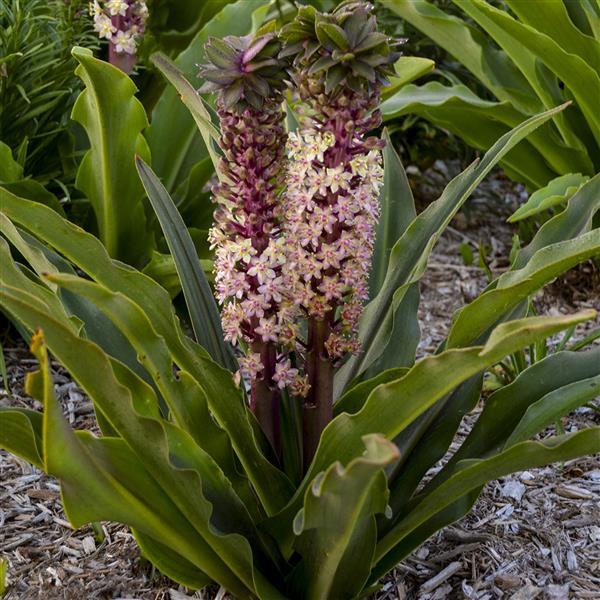 Eucomis Crowning Glory Princess Bride - Landscape