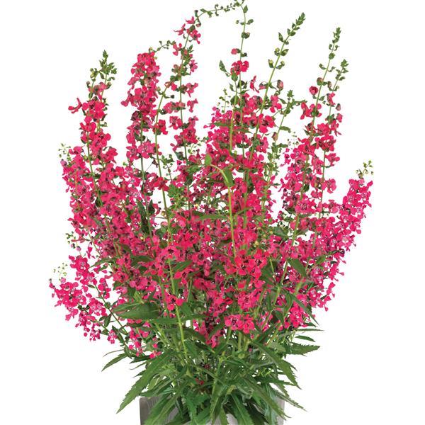 Aria Alta Raspberry Angelonia